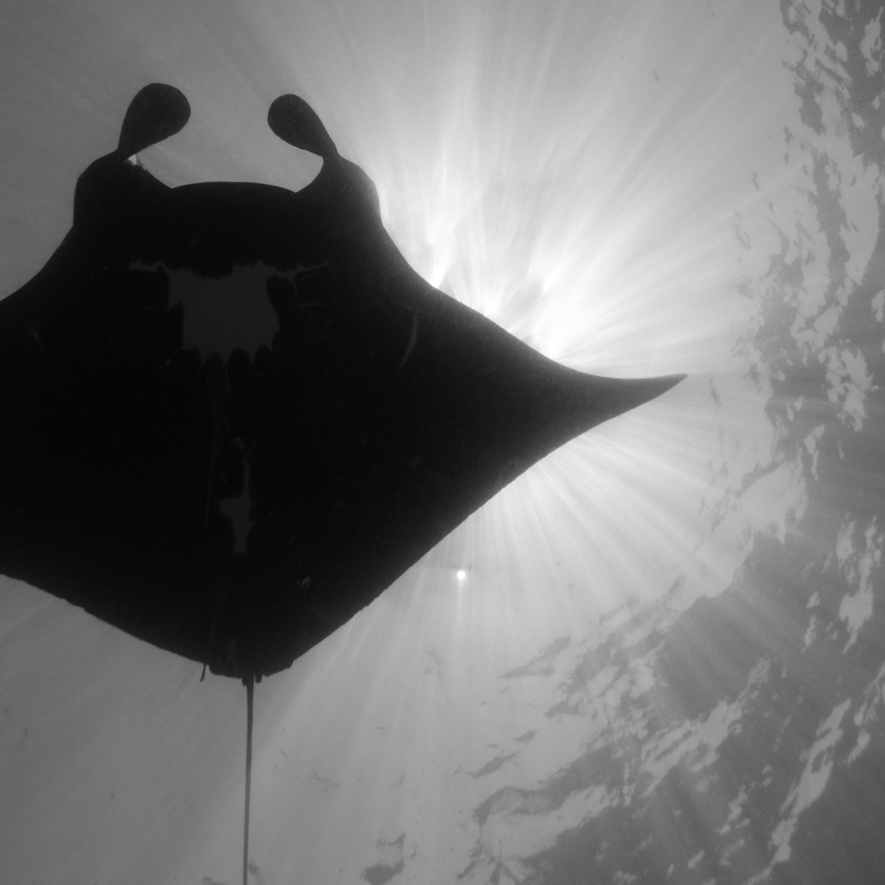 Festival de l’image sous-marine : Conférence sur les Raies Manta