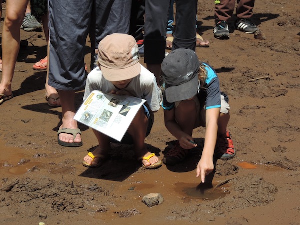 Plus de 280 personnes ont découvert les mangroves de Mayotte