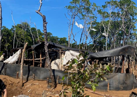 Destruction d’une charbonnière illégale en pleine mangrove