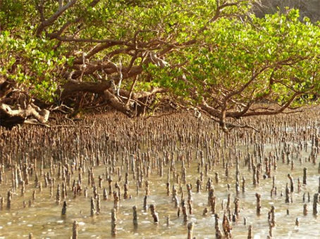 Journées de la mangrove
