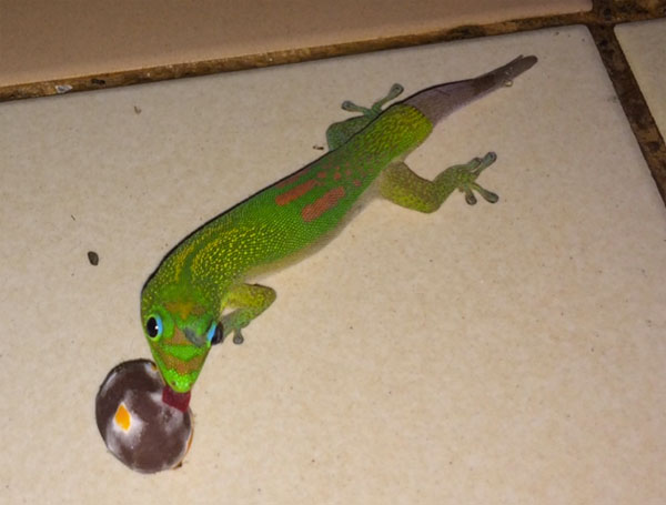 Insolite : Les margouillats fêtent Pâques