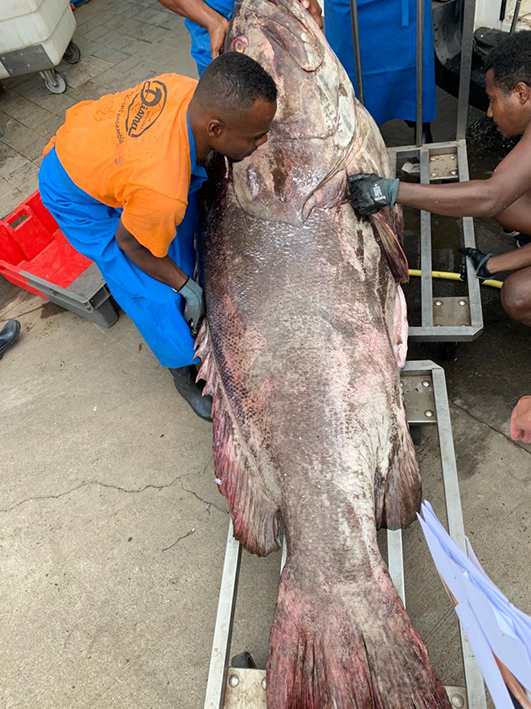 Une pêche extraordinaire qui vaut un record du monde pour Mayotte