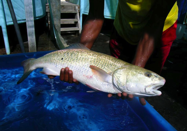 Construire une filière aquacole vertueuse pour Mayotte
