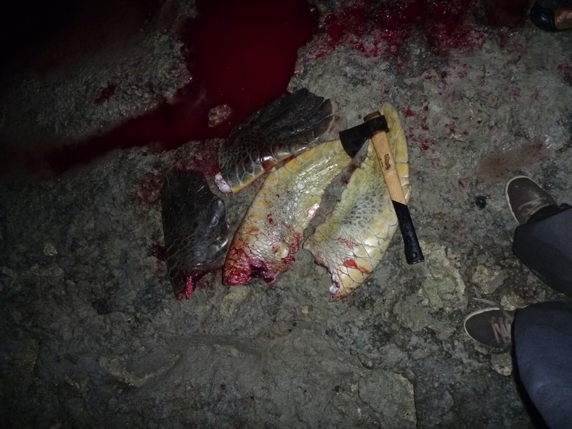 Consommer de la viande de tortue c’est dangereux info ou intox ?