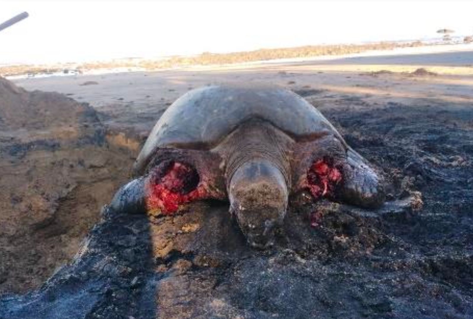 Bouéni : Tragique découverte mettant en lumière la menace des chiens errants sur les plages de Mayotte