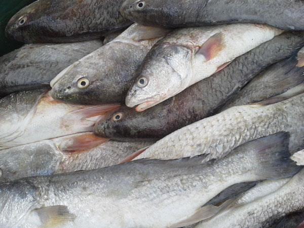Attaque de requin sur les cages de Longoni