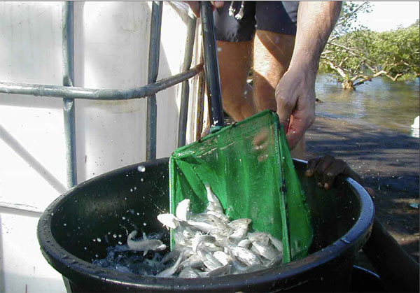 Aquamay vendue aux enchères