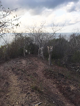 Ca défriche dur pointe Mahabou