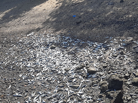 Des centaines de poissons morts en Petite-Terre