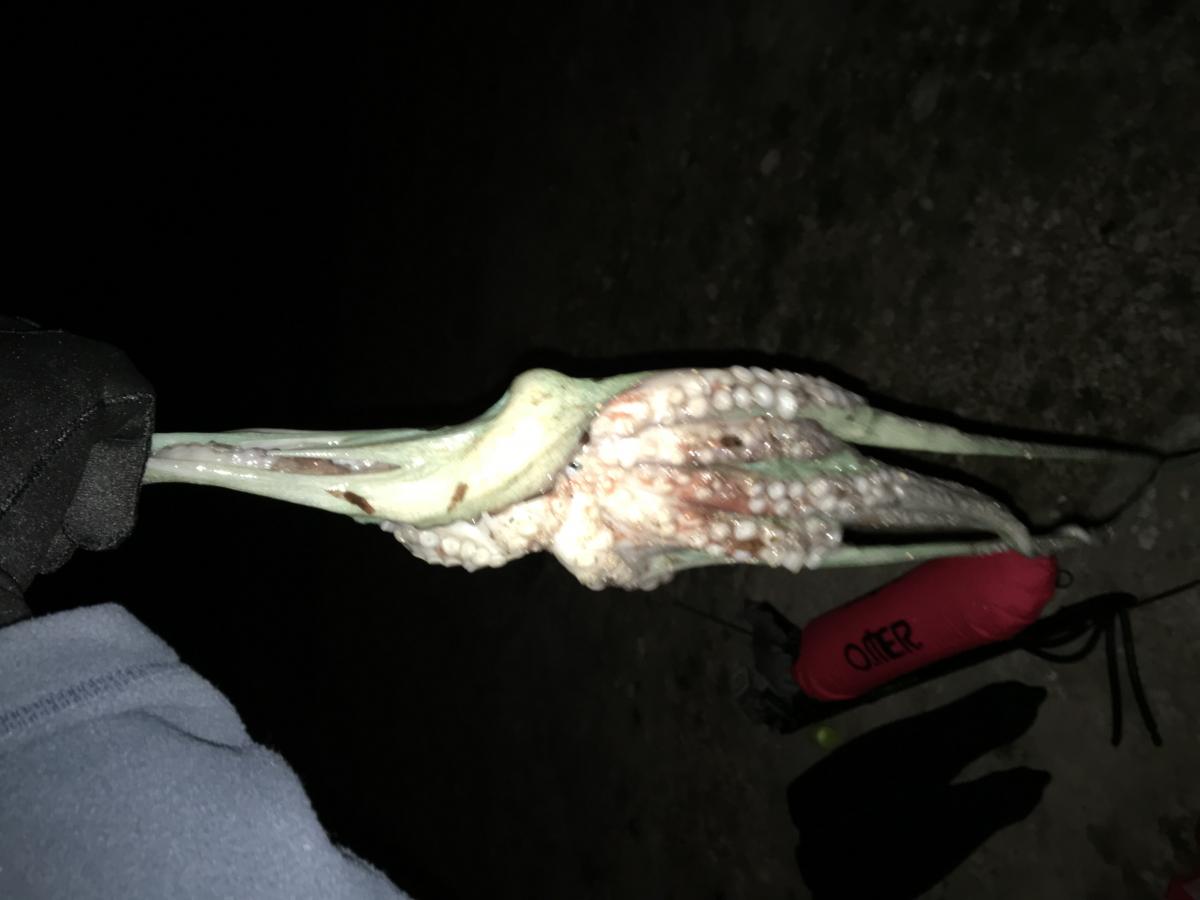 Le Parc marin ne relâche pas la pression face à la multitude de braconniers