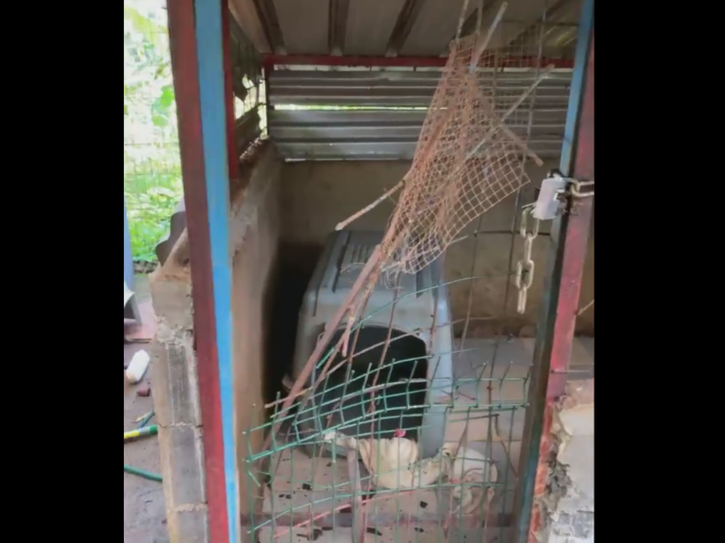 Le refuge Gueules d’Amour attaqué, des chiens volés