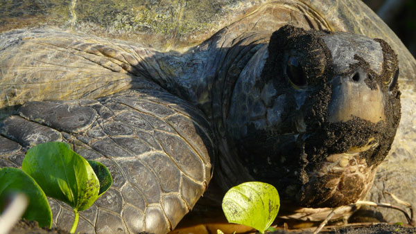 Saziley à l’abandon ?