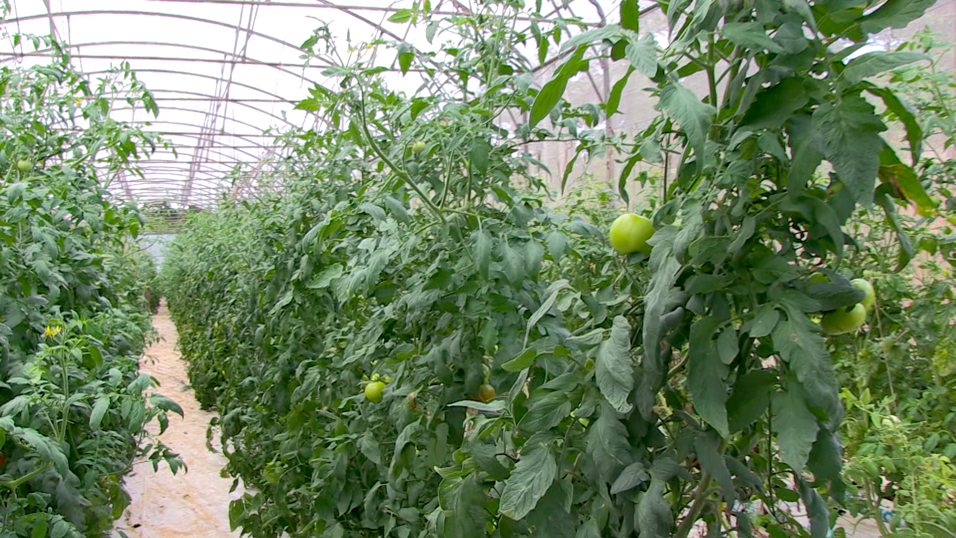 Appel à projets de la DAAF pour les structures collectives agricoles de Mayotte