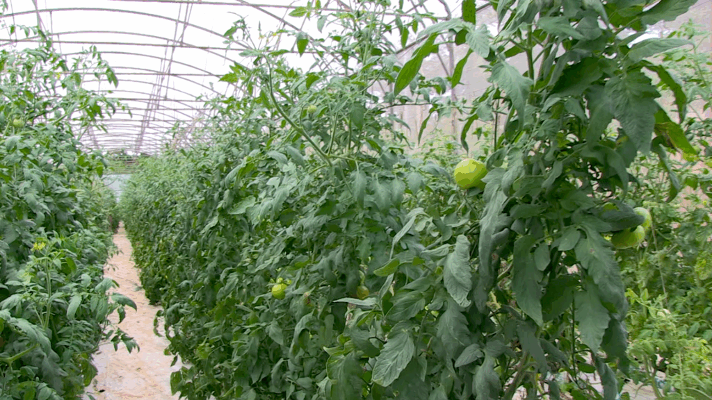 Tomates 1 agriculture 3