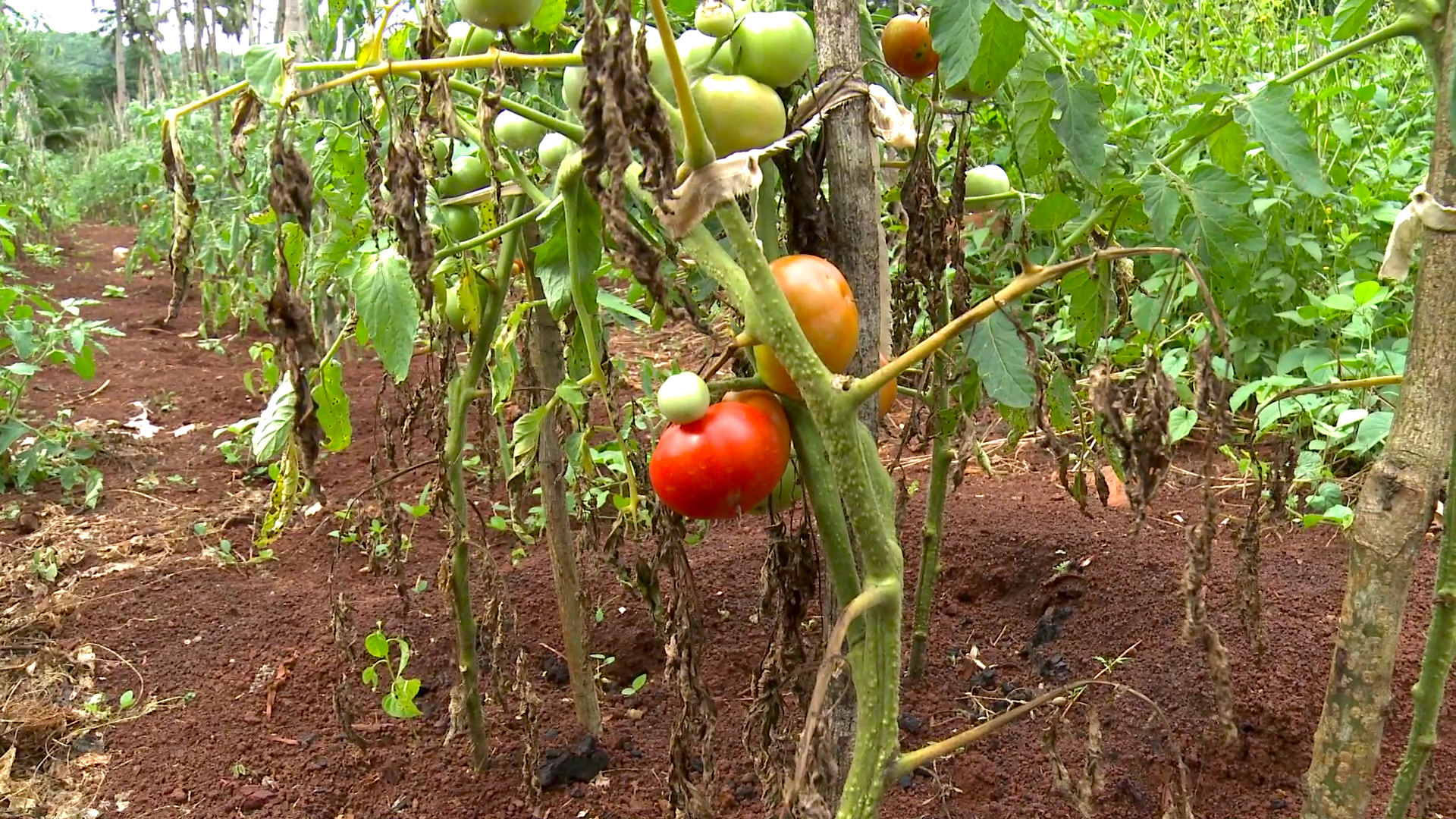 Crise de l’eau : Le préfet de Mayotte prend des décisions d’urgence pour les agriculteurs