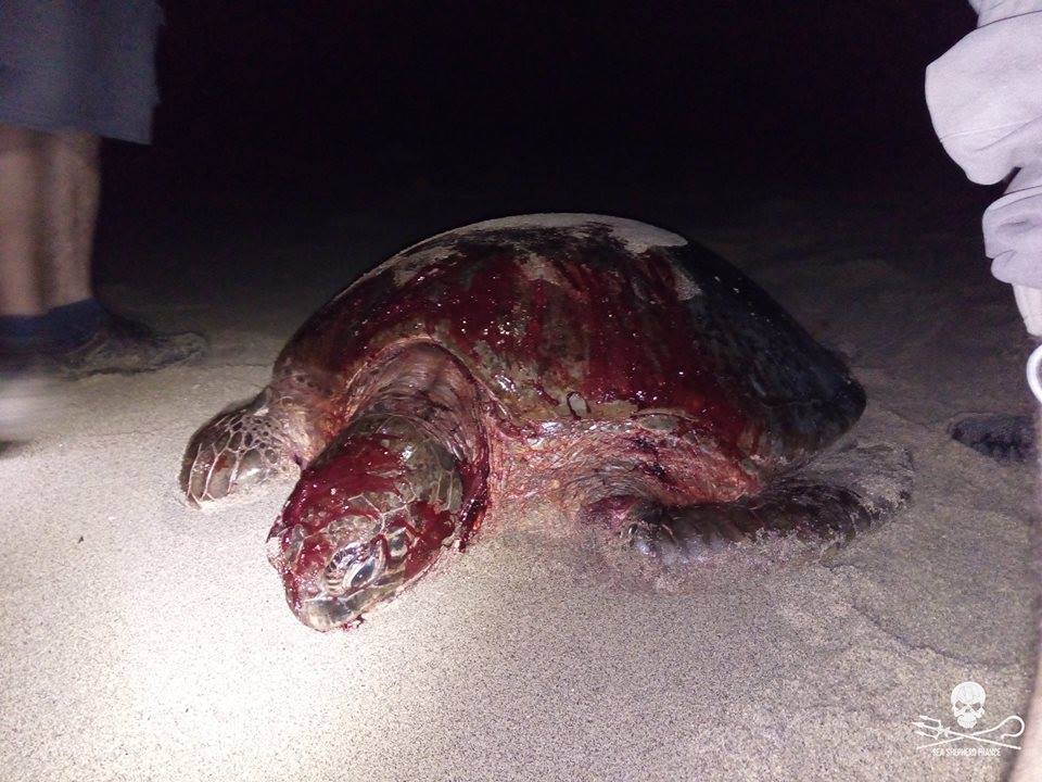 Massacre de tortues à Mayotte : Sea Shepherd lance “l’Opération Nyamba”