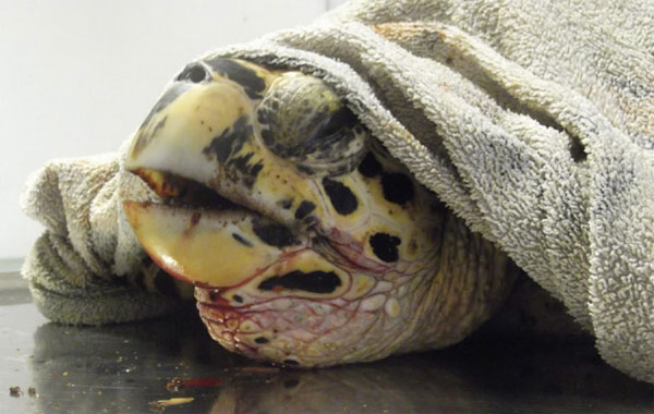 Une tortue sauvée par REMMAT