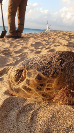 Des braconniers interpellés en pleine action et condamnés