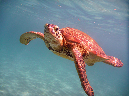 3 tortues sauvées in extremis
