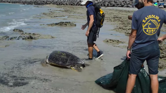Une tortue en difficulté sauvée par le parc naturel marin