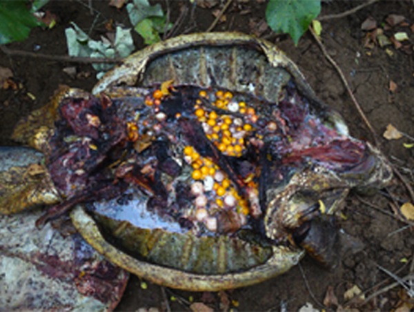 Encore du braconnage à Saziley