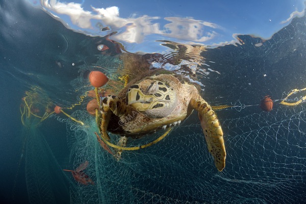 Lettre ouverte au Préfet et au président du Conseil départemental