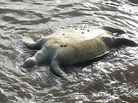 Une tortue morte retrouvée à Saziley