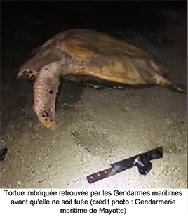 Nouvelle affaire de braconnage et nouvelle interpellation