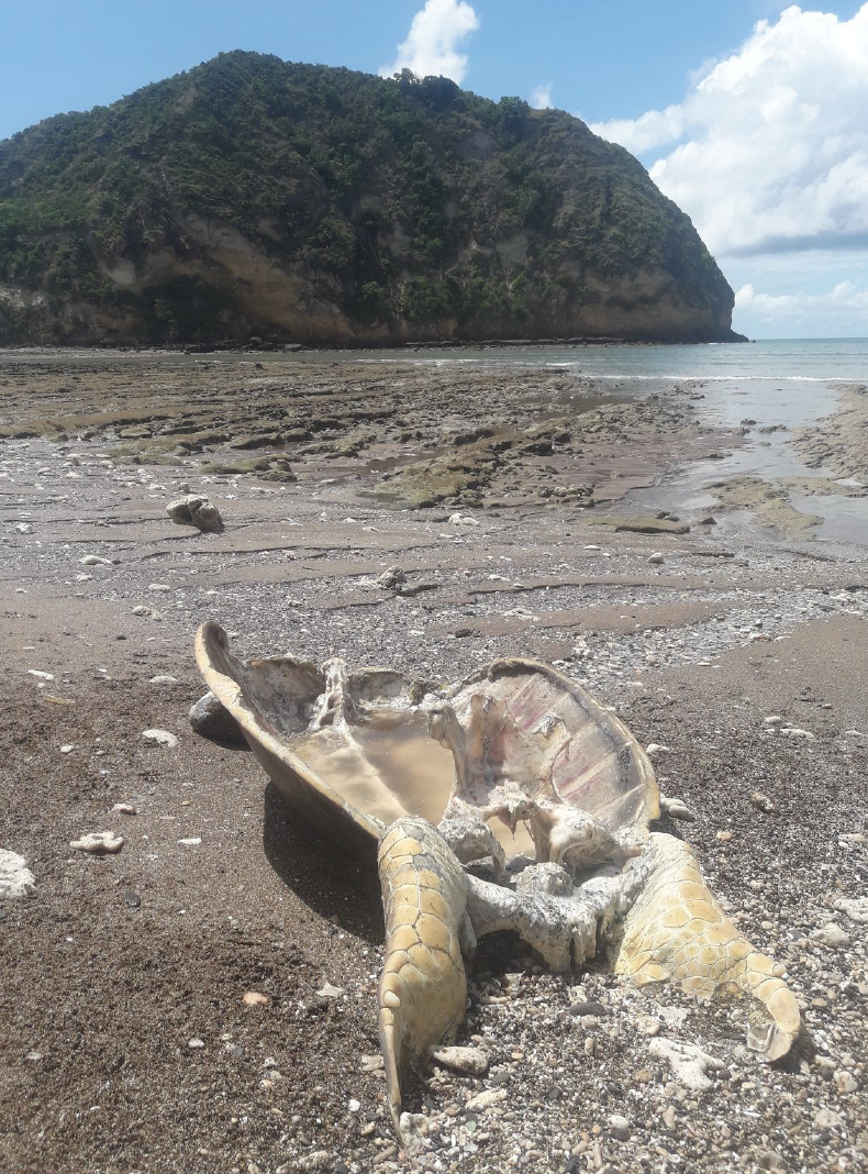 Braconnage : Trois condamnations exemplaires pour la protection des tortues marines