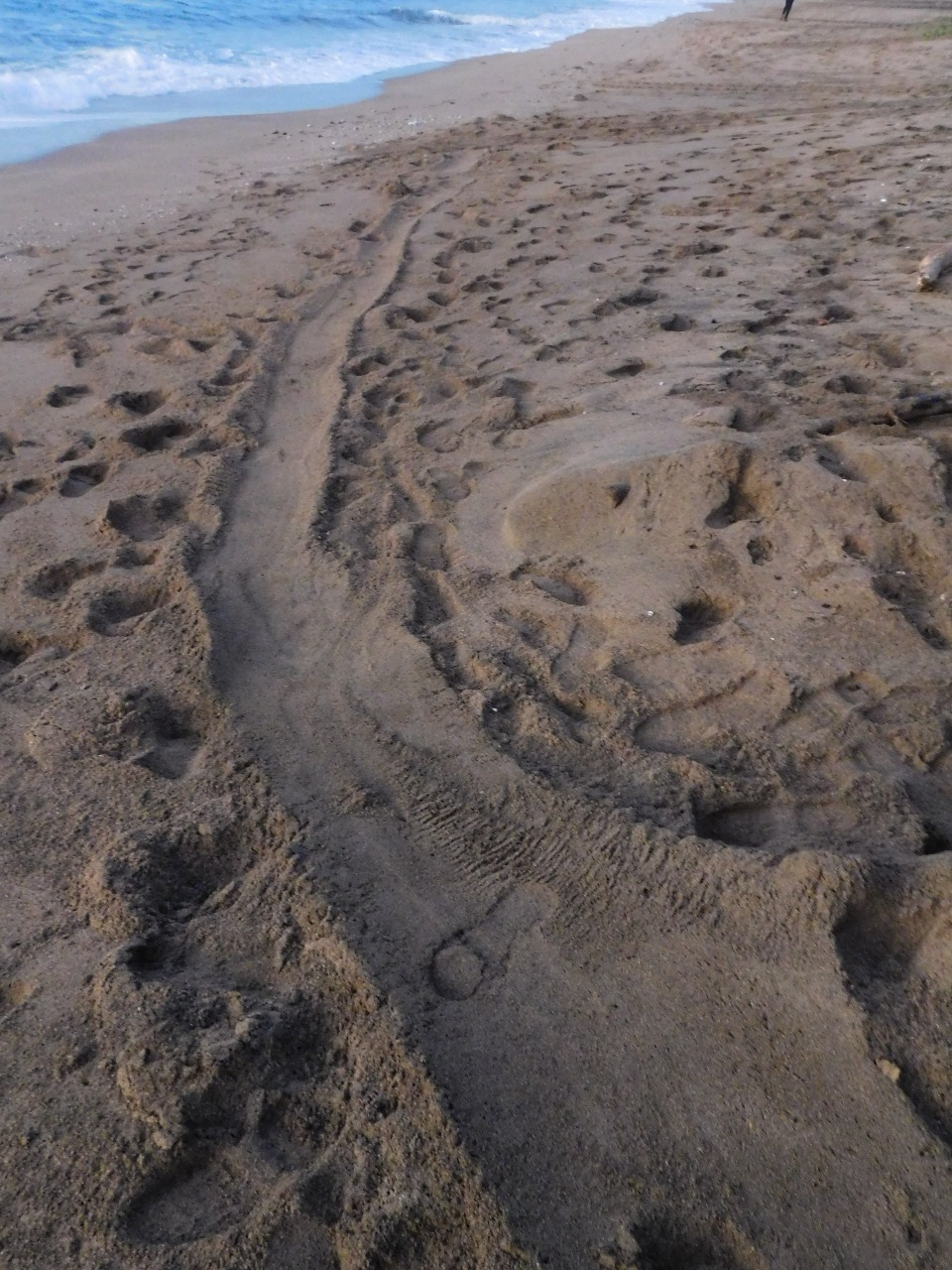 De nouvelles tortues ont été braconnées sur les plages de Saziley