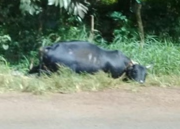 zébu mort : un banal accident de la route