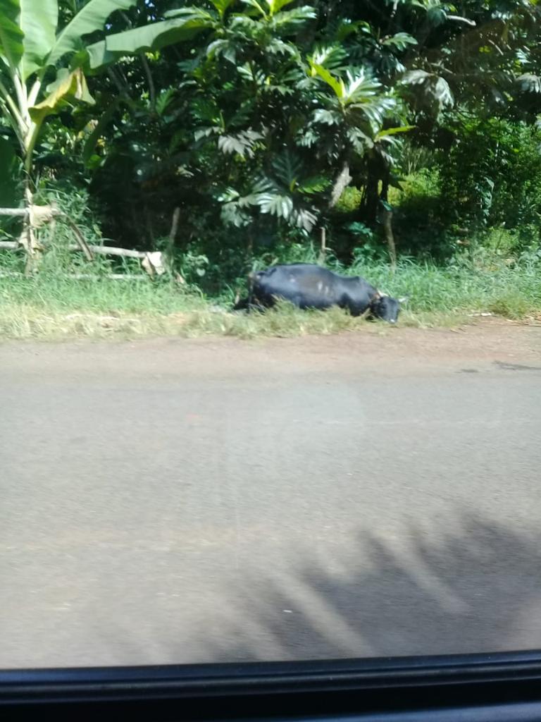 Un zébu mort sur le bord de la route dans le nord de l’île