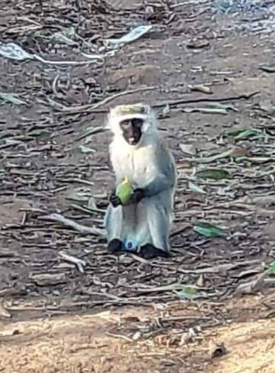 Une touche d’humour : un vervet bleu est toujours à Mayotte
