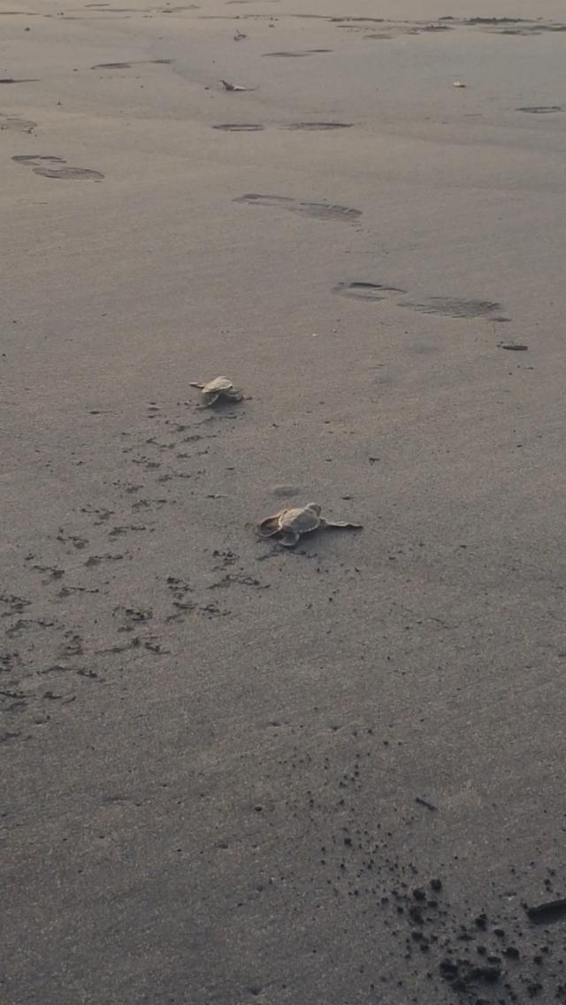 Le suivi de ponte, un outil pour étudier et protéger les tortues marines