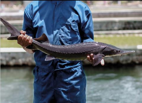 Madagascar dans les assiettes des Mahorais pour les fêtes