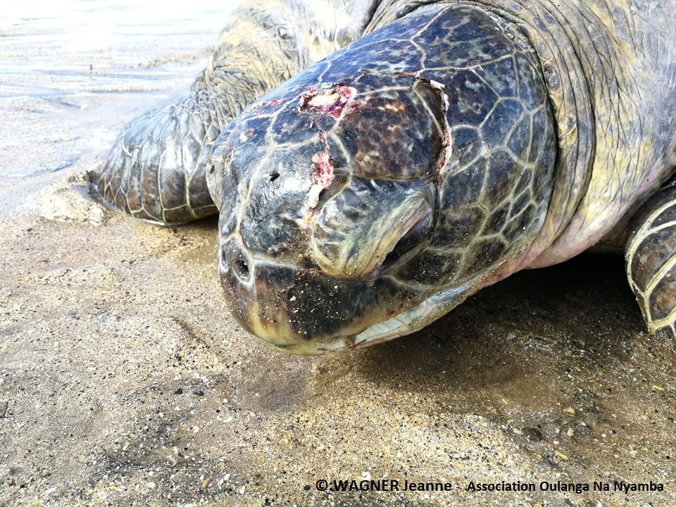 Une tortue blessée sur la plage de Bouéni a due être euthanasiée
