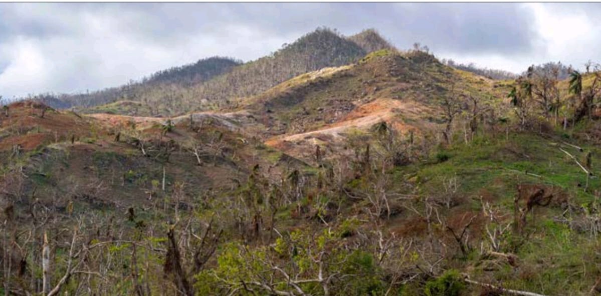 Restaurer les forêts de Mayotte face aux menaces humaines et climatiques pour préserver son patrimoine naturel