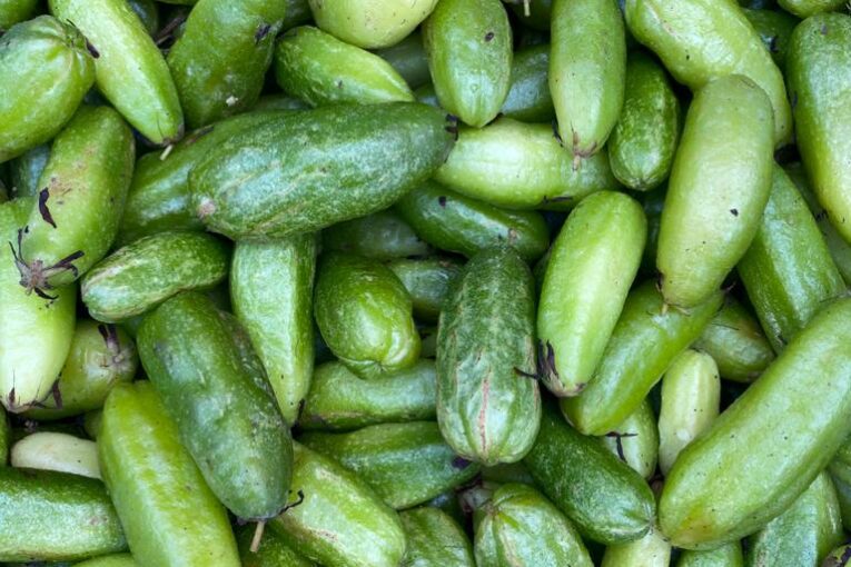 Une parcelle mise à disposition par l’EPFAM à M’Tsangamouji