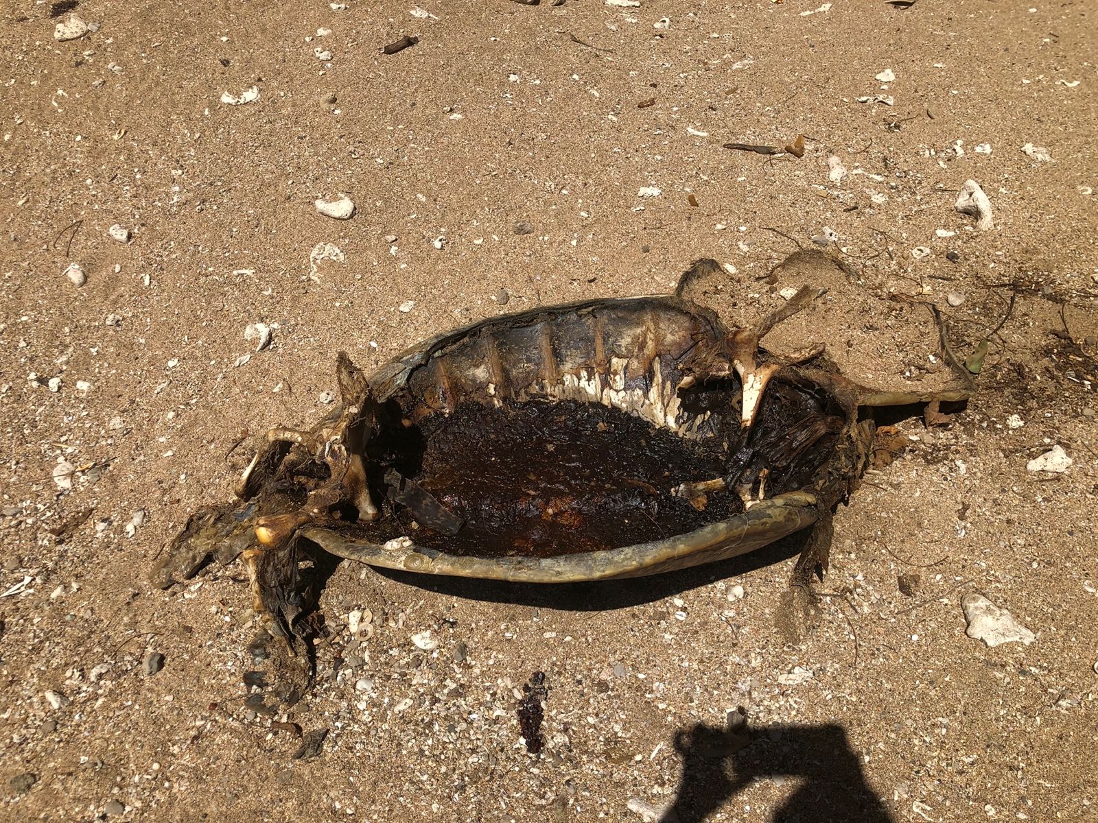 Saisie de 70 kg de viande de tortue
