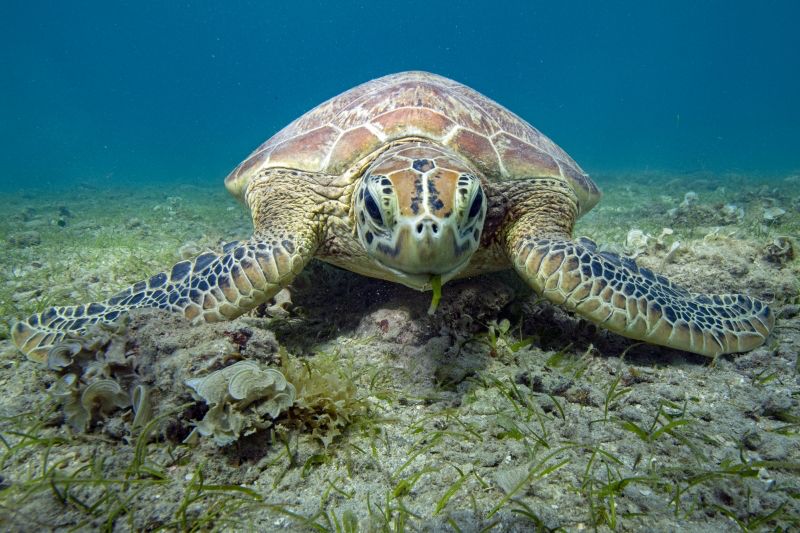 Herbiers de Mayotte durement touchés par Chido