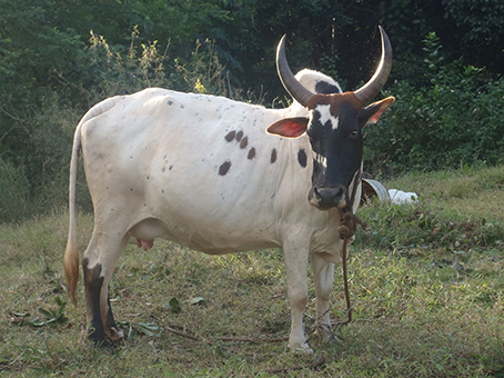 Un procédure simple pour lutter contre le vol de bovins à Mayotte