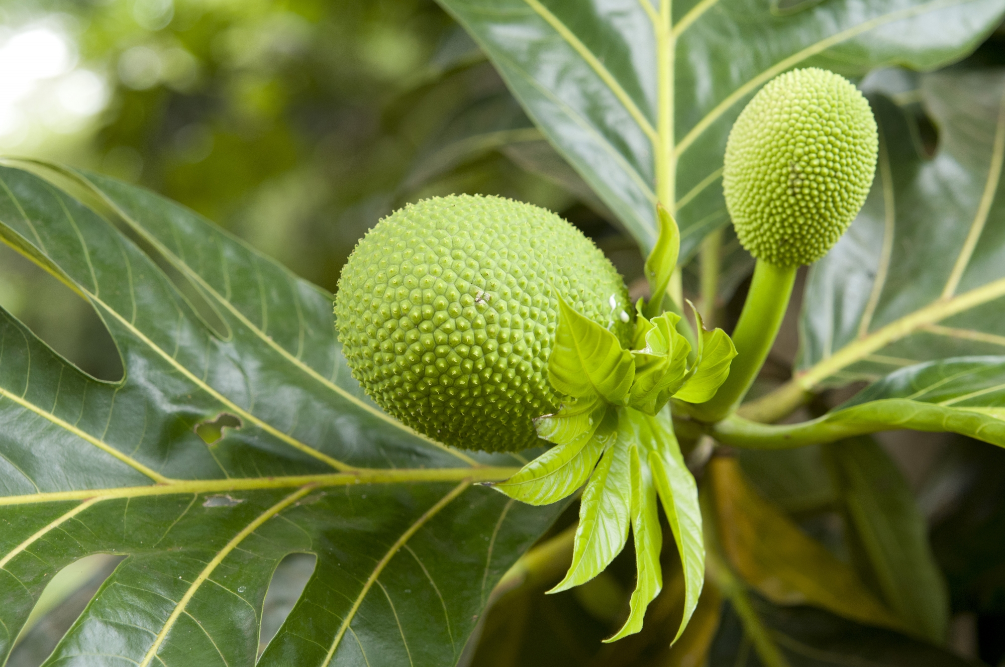 Le FEADER à Mayotte : un apprentissage par l’expérience sur ce premier programme