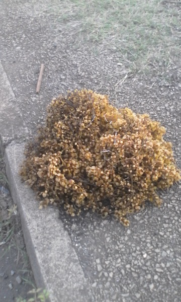 Des algues étonnantes découvertes en baie de Chiconi