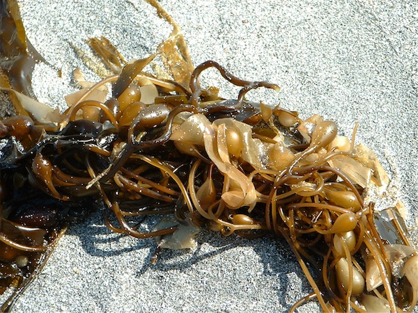 L’algoculture, un trésor oublié