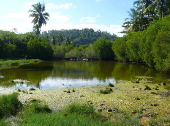 GEPOMAY s’associe avec l’association Jardin de Mtsangamouji pour préserver la lagune d’Hambato