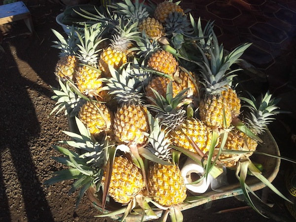 La saison des ananas bat son plein