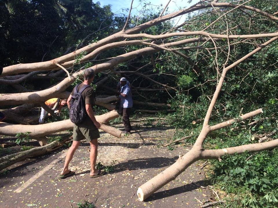 Des arbres coupés dans le Nord et dans le Sud