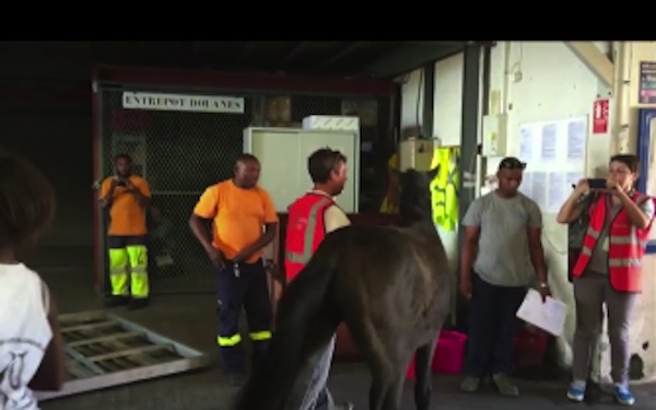 Fin du voyage pour les pensionnaires du centre équestre