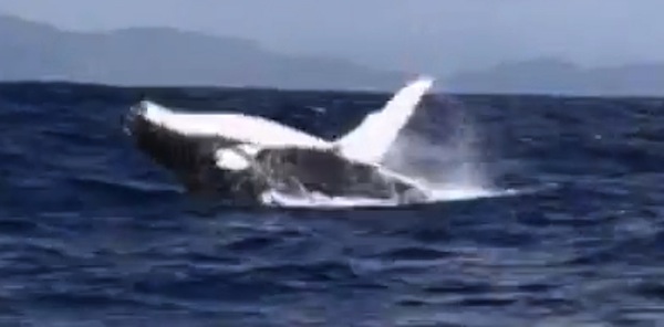 Charte d’approche des mammifère marins : les opérateurs s’engagent à nouveau