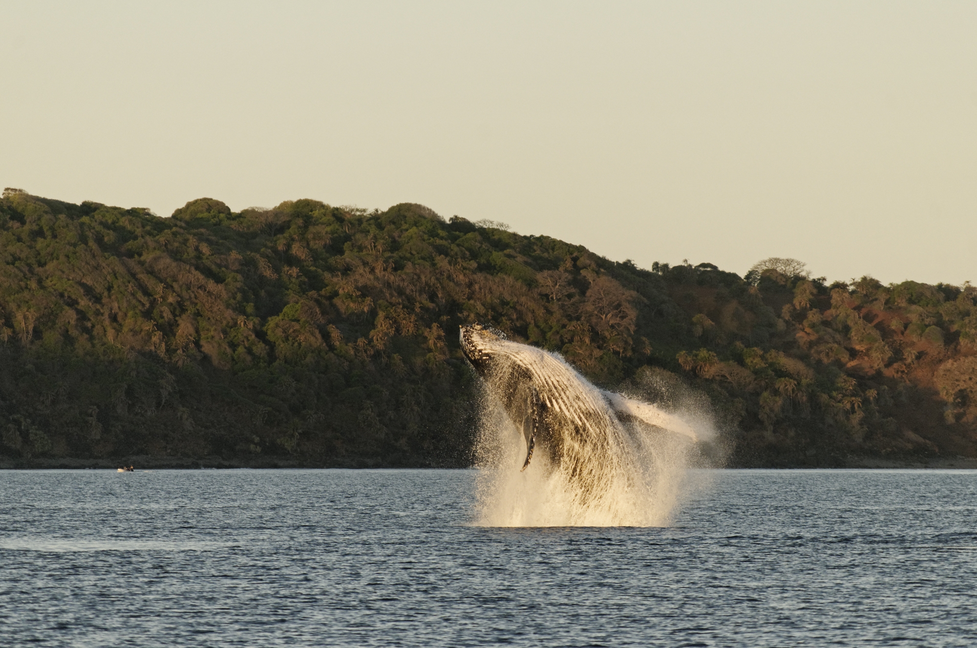 La saison des baleines est lancée !